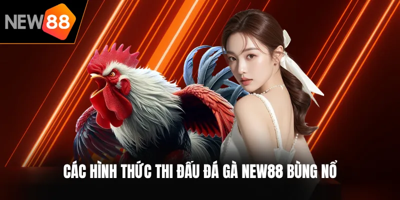 Các hình thức thi đấu đá gà NEW88 bùng nổ