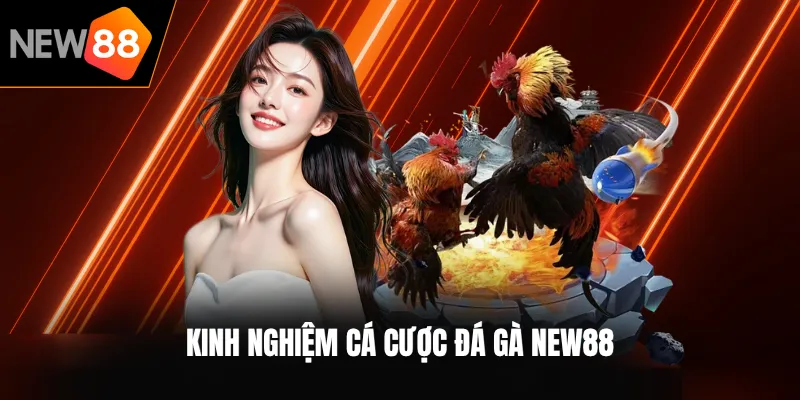 Kinh nghiệm cá cược đá gà NEW88